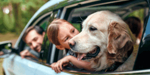 Pet Travelling