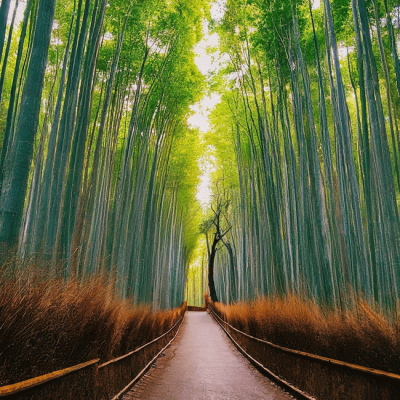 Arashiyama Bamboo Grove: Kyoto’s Serene Escape
